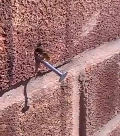 A lone mason bee removing a nail from a hole in the wall