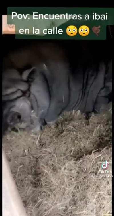 Dije Ibai por favor rianse