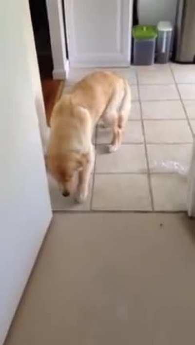 GUILTY GOLDEN RETRIEVER.