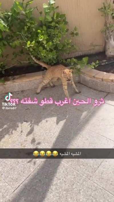 How can I report a bug?