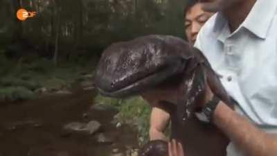 The Chinese giant salamander is the world's biggest amphibian and it can grow to a length of 1.80 metres (6 feet)