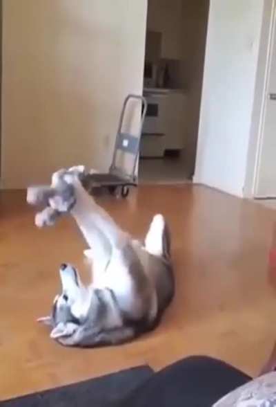 Dog loves to his little teddy.