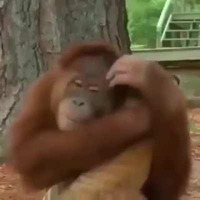 This Orangutan and her baby Tiger...