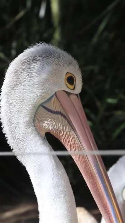 Video of a pelican I took at the Adelaide Zoo
