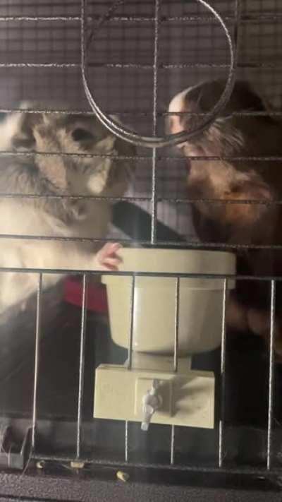 For people that wanted the video