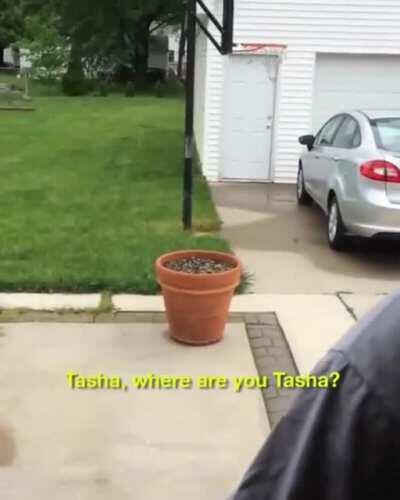 Dog thought she was so sneaky when she didn’t want to come inside.