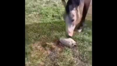 Бесстрашный конь