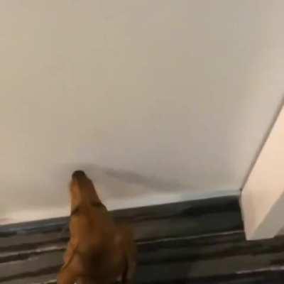 His favorite place is his bed. 💤