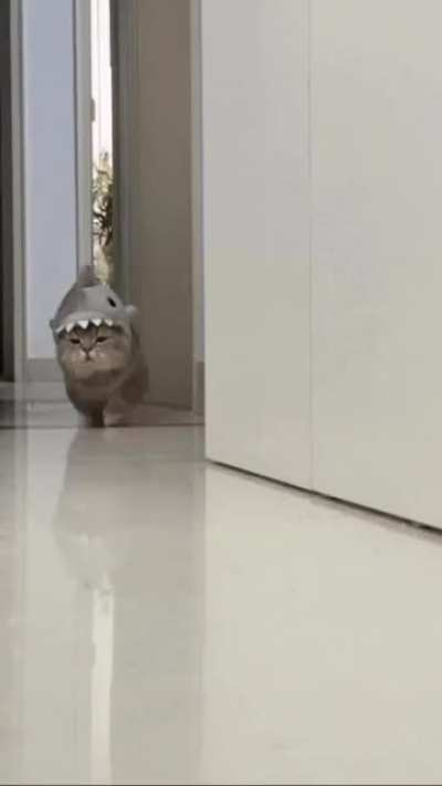 illegallysmolanimals