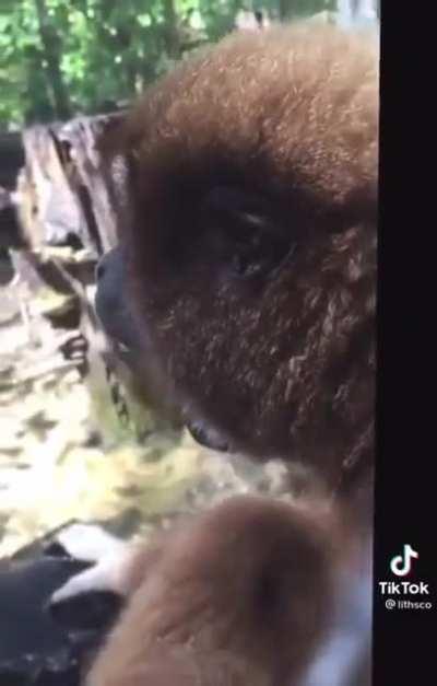 Apes today after the shareholder count