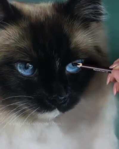 AwFUl huMaN STaBs CaT rEPEaTedlY iN THe eYE