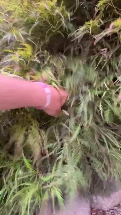 My dog likes to hide in bushes