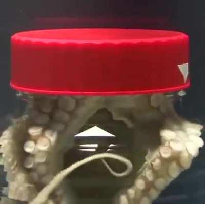 Octopuses are Smart!!!