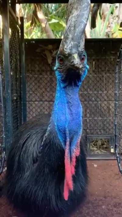 Cassowary makes a tomato disappear