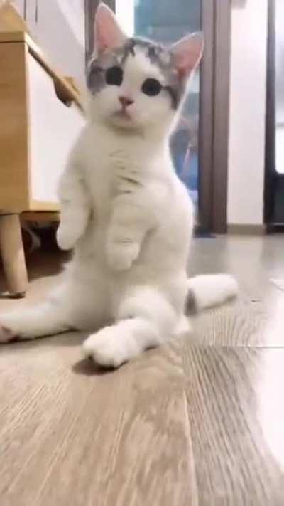 Милый песик