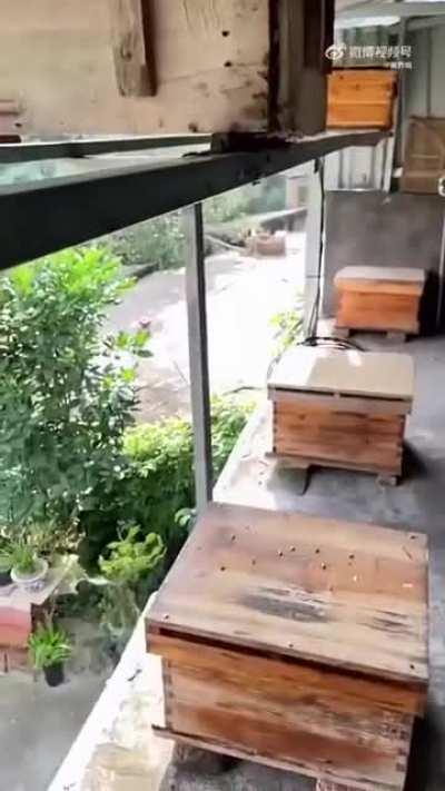 Beekeeper protecting his bees from being attacked by hornets