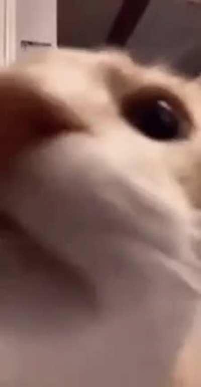 U-Fig for the first time