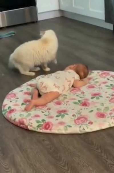 Mama cat’s trying to introduce her kitten to the human baby.