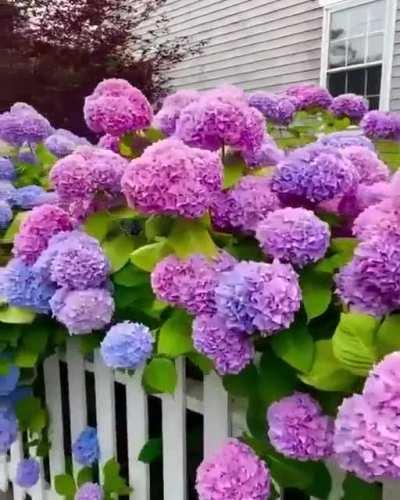🔥 These Hydrangea flowers come in a stunning variety of colors 🔥