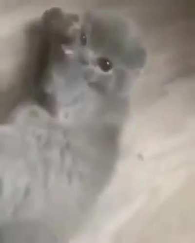 Gato gritando como cj, simplemente epico😎👌