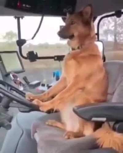 This good boy has the coolest job