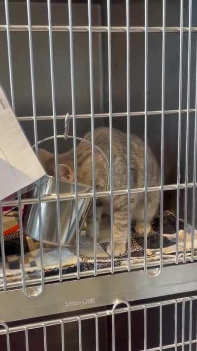 Our local shelter just took in this little guy. He yells while he eats.