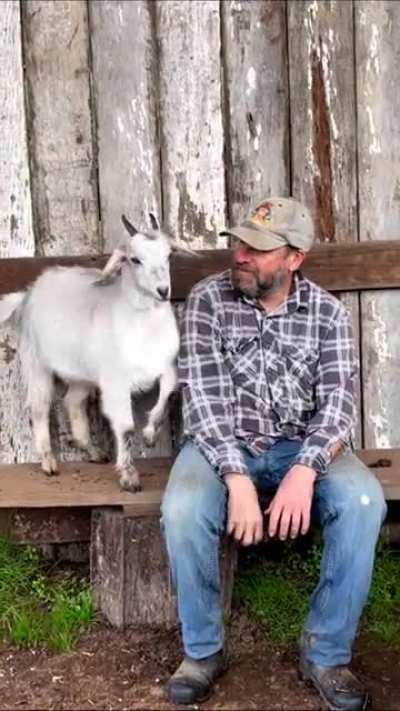 Happy birthday to Gabi! She thinks everyone is there to hug her... and she's usually right. Gabi lives at Where Pigs Fly Farm Sanctuary in Australia.