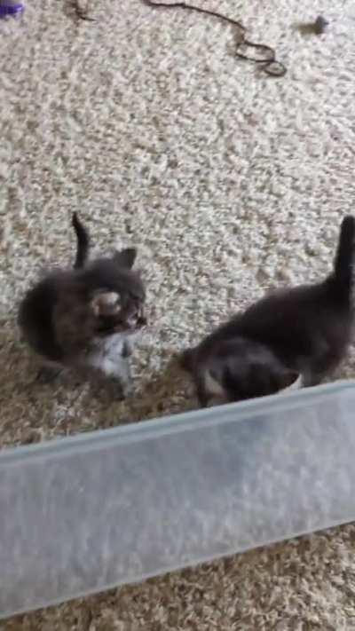 And so begins a life of crime.