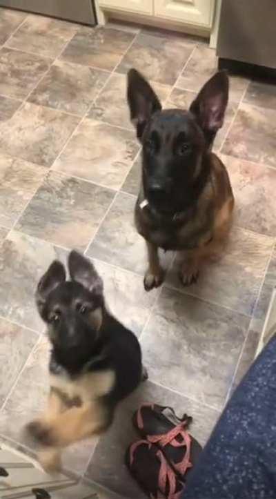 Teaching the new pup