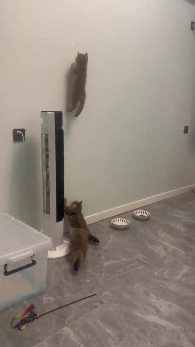 cats are soo unpredictable breh