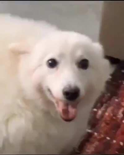 cachorro gordinho...?