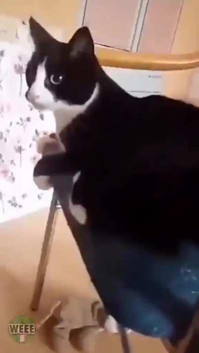 to safely wag the tail 