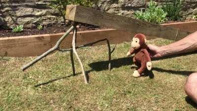 After a suggestion from u/pastafarianextremist I present the Wynn Double Wishbone deadfall! Waaay better than the figure of 4 and easier to set too. Thanks!