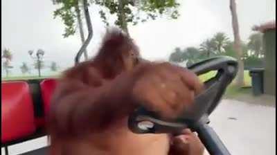 You teach monke to drive because it's cute. I teach monke to drive because banana is cheaper than minimum wage. We're not the same.