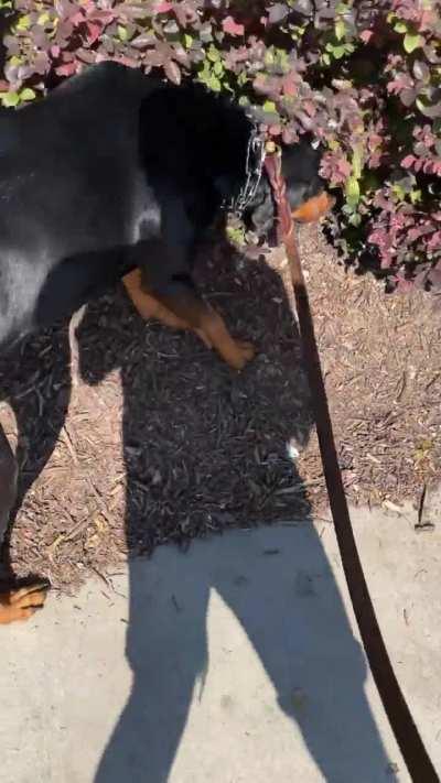 Come On Aristotle Go Potty