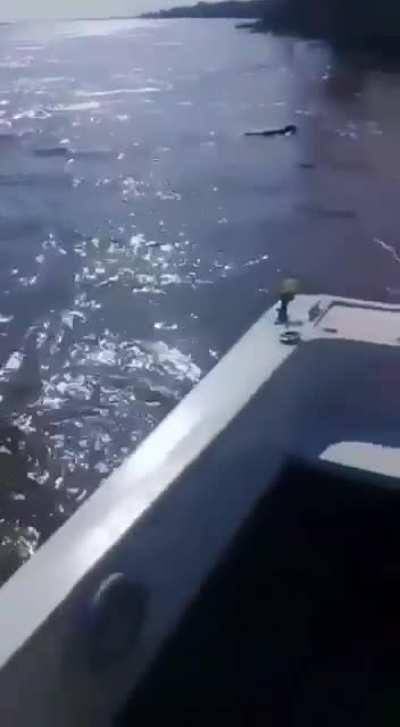 Pescadores se encontraron con un felino negro nadando en el Río Paraná
