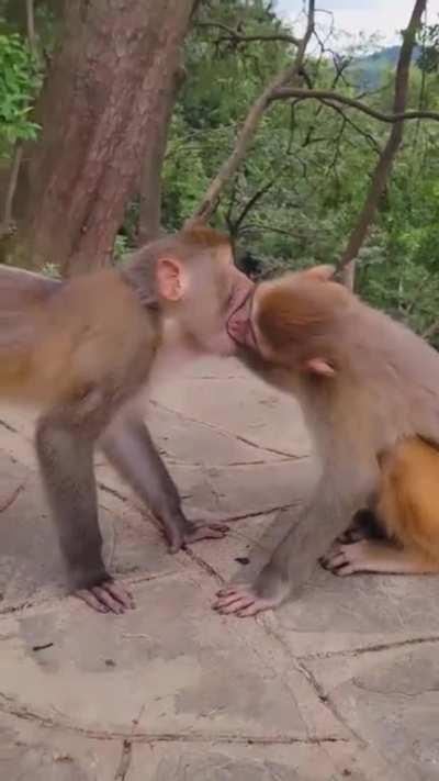 Monkey Couple Celebrating Valentine's Day...:D:*