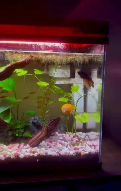 My snail LOVES parasnailing with my floating plants
