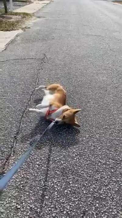 She does this every walk.