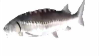 Max Verstappen onderweg naar zijn wereldtitel.