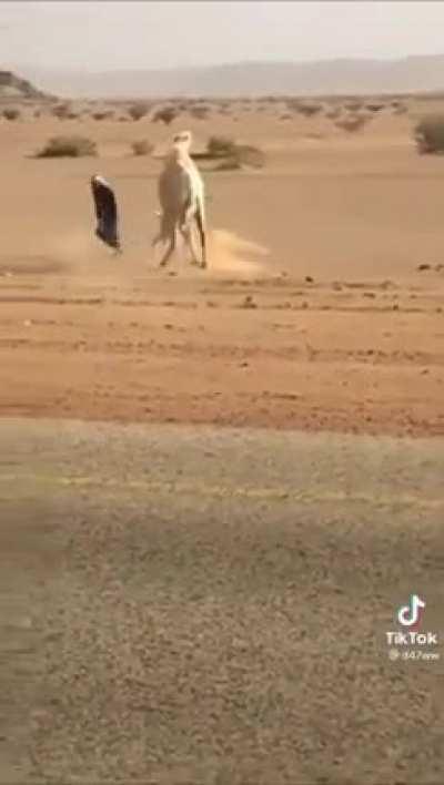 Using baby camel as bait to steer the mother away from the highway