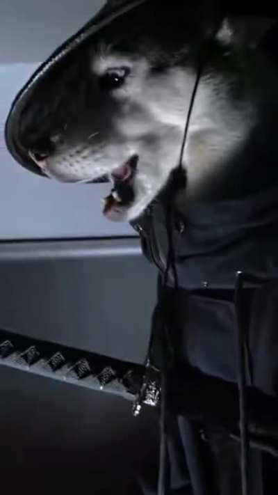 Achei descoladissimo