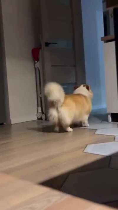 You should feel through the screen how I smell like cinnamon after a shower 🦊🐾🐾