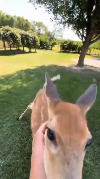 [HELP] I saw this cute video but Im a bit skeptical. It looks a little floaty and the guys hand looks a little stiff. Then it looks like he pulls another piece of food out of nowhere.