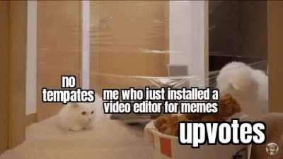 Cute kitty should do