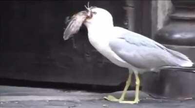 Чайки - изобретение сатаны