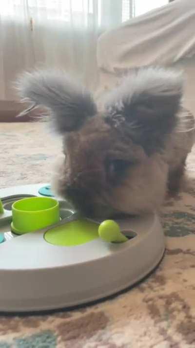 Watching Pocket figure out his new toy