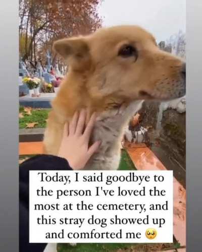 A stray dog shows up at the cemetery, after the loss of a loved one.
