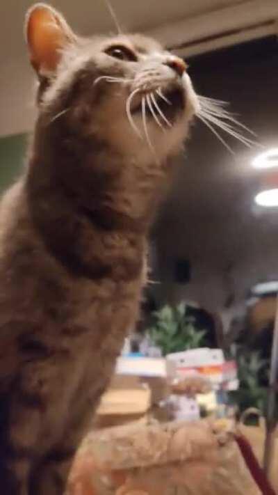 Touch my head and I will shout. My 18y/o shoutbox.