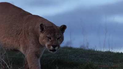 🔥 The mighty mountain lion of the Patagonia of Chile.